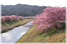 画像:青野川堤防の河津桜