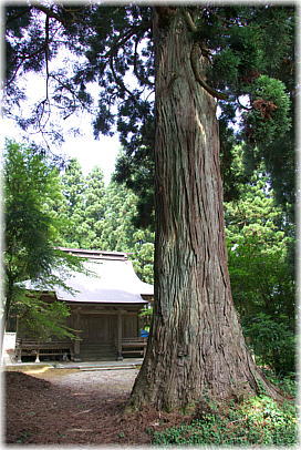 画像:肝煎皇大神社のスギ