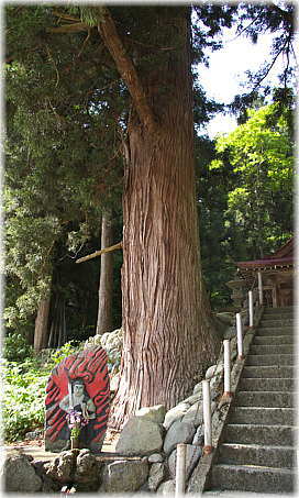 画像:桐沢十二神社のスギ