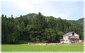 画像:桐沢十二神社のスギ(遠景)