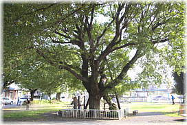 画像:「伝」桐生大炊介手植の柳(全景)