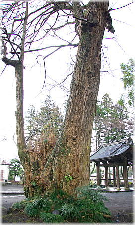 画像:北山本門寺のイチョウ