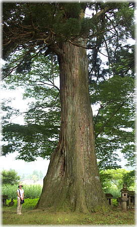 画像:木沢神社の大杉(9.6m)