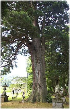画像:木沢神社の大杉(7.3m)