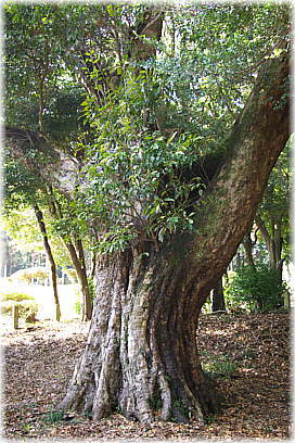 画像:駒形諏訪神社の大カシ_1