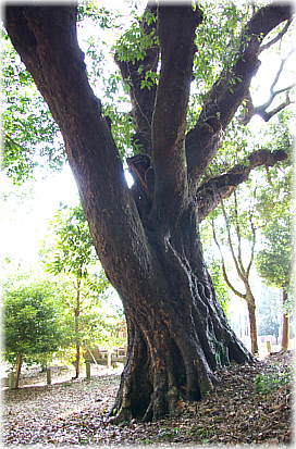 画像:駒形諏訪神社の大カシ_2