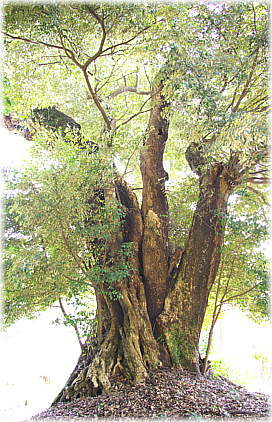 画像:駒形神社のスダジイ_1