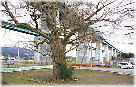 画像:駒門浅間神社の大公孫樹と第二東名