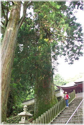 画像:金剛證寺のスギ(幹と並ぶ)