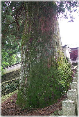 画像:金剛證寺のスギ