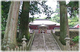 画像:金剛證寺のスギ