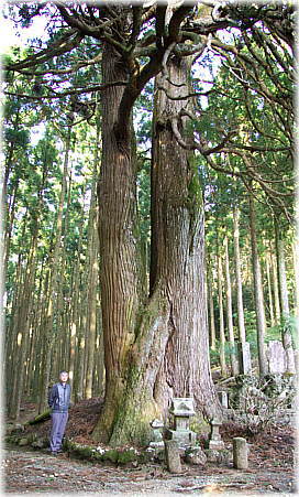画像:弘法杉(幹と並ぶ)