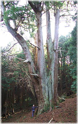 画像:河内の大スギ(幹と並ぶ)