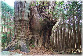 画像:河内の大スギ_1