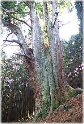 画像:河内の大スギ_2