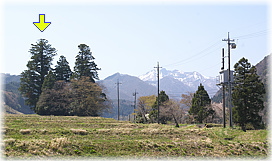 画像:古布庄の大スギ(遠景)