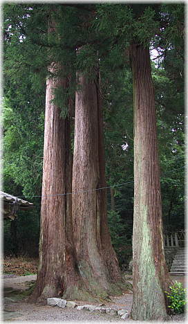 画像:熊原神社のスギ