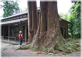 画像:熊原神社のスギ(幹と並ぶ)