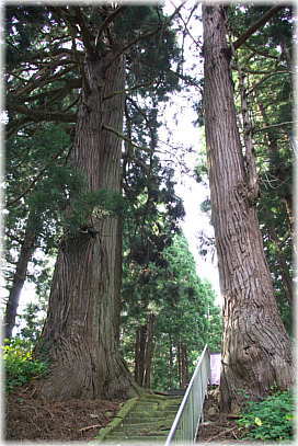 画像:熊野神社の親杉