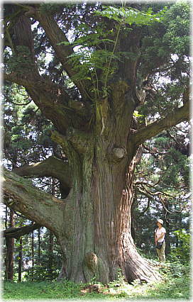 画像:久之木の大杉(幹と並ぶ)_1