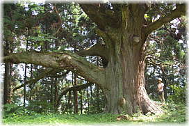 画像:久之木の大杉(幹と並ぶ)_2