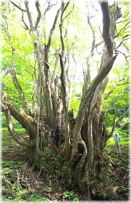 画像:栗沢の千本カツラ(幹と並ぶ)
