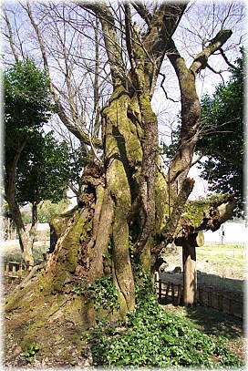 画像:黒岩の山桜_1