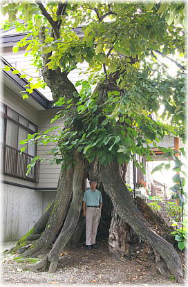 画像:マダの木(幹と並ぶ)