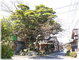 画像:前田氏の大タブ(全景)