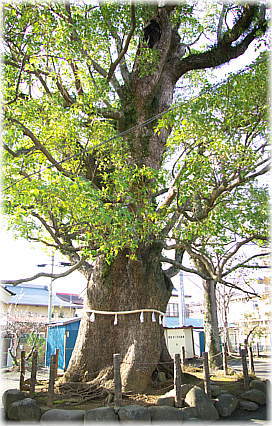 画像:間宮天神社のクスノキ