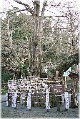 画像:松崎下伊那神社のイチョウ_1
