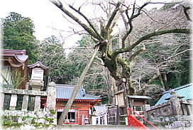 画像:松崎下伊那神社のイチョウ_2