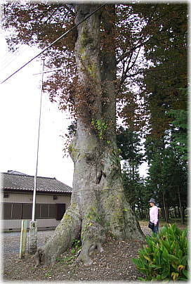 画像:壬生愛宕神社のケヤキ(幹と並ぶ)