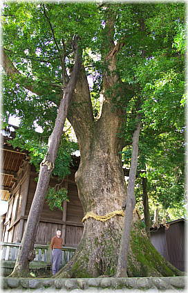 画像:熊野神社のクスノキ(幹と並ぶ)