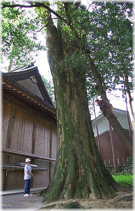 画像:三上六所神社のケヤキ(幹と並ぶ)