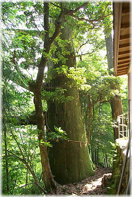画像:三木里神社のスギ