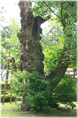 画像:南花沢のハナノキ