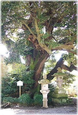 画像:見目神社のスダジイ_1