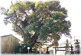 画像:見目神社のスダジイ_2