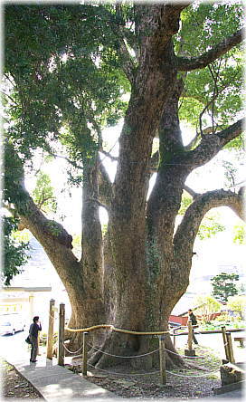 画像:三島神社の夫婦クス(幹と並ぶ1)