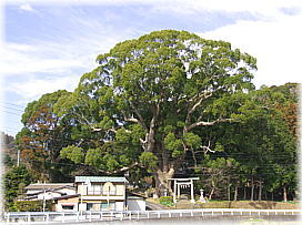 画像:三島神社の夫婦クス(全景)