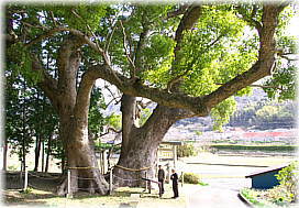 画像:三島神社の夫婦クス(幹と並ぶ2)