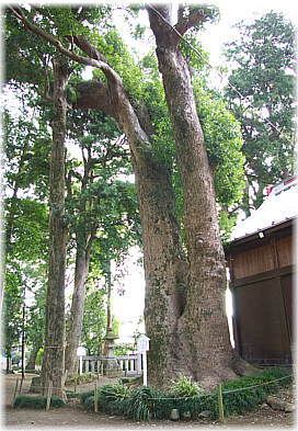 画像:御園神明宮のクスノキ(社殿横)
