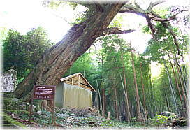 画像:宮ヶ原天神社のスダジイ_3