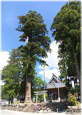 画像:宮中矢放神社のスギ(全景)