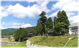 画像:宮中矢放神社のスギ(遠景)