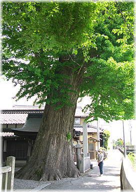 画像:長岡神社のイチョウ(幹と並ぶ)
