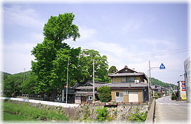 画像:長岡神社のイチョウ(遠景)