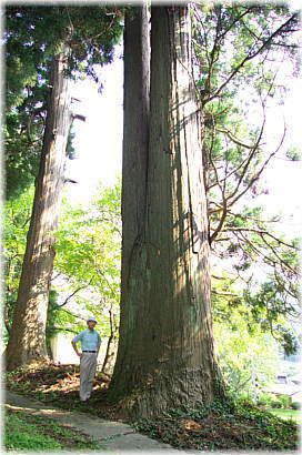 画像:中田八幡神社のスギ(幹と並ぶ)