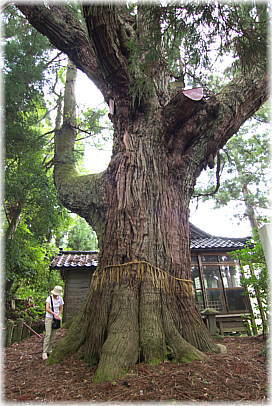 画像:中村大杉(幹と並ぶ)